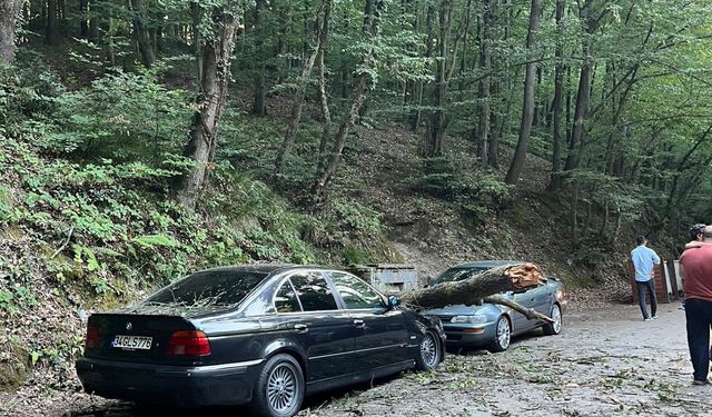 Park halindeki otomobillerin üzerine ağaç devrildi