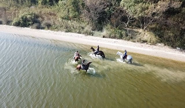 Üniversiteli safkan atların başarısı