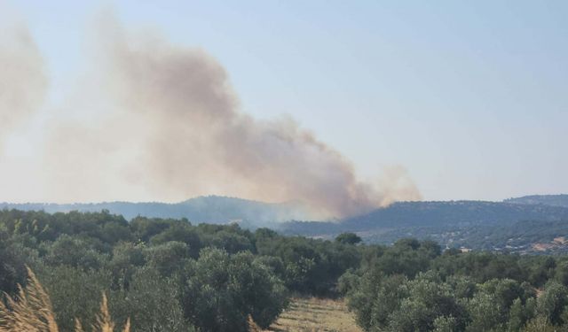 Yangında 2 hektar orman, 8 hektar tarım arazisi zarar gördü