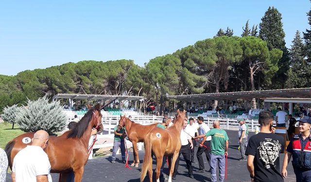 Yarış tayları, ev fiyatına alıcı buldu