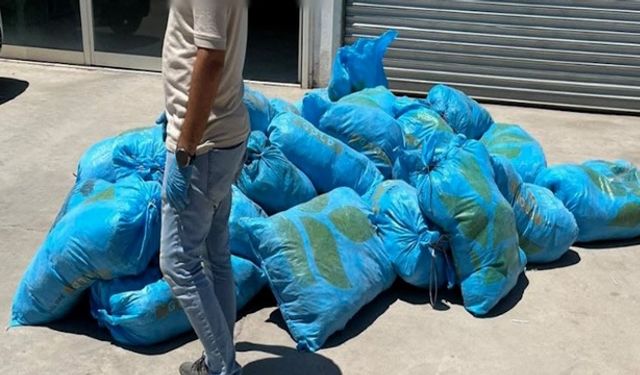 İş yerinde 296 kilo skunk ele geçirildi; 1 gözaltı