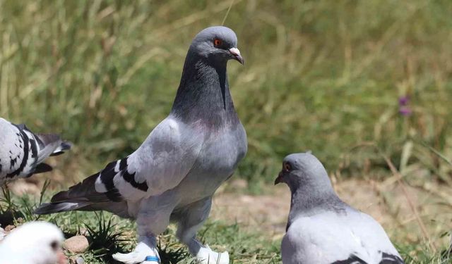 Talas Belediyesi, kentsel dönüşümde güvercin yuvasıyla karşılaşınca yıkımı durdurdu