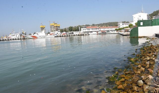 İzmir'de ölü balıklar kıyıya vurdu