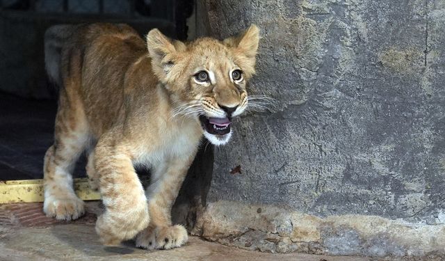 Dünya aslan gününde Angel 3. yaşına girdi Karamel 5 aylık oldu