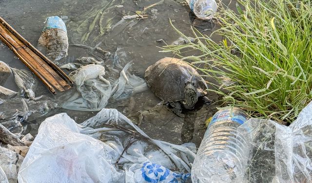 Alaçatı'nın kirliliği pes dedirtti!