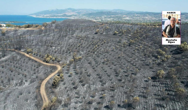 Yeşil Urla karardı: Yangından sonraki manzara yürek yaktı