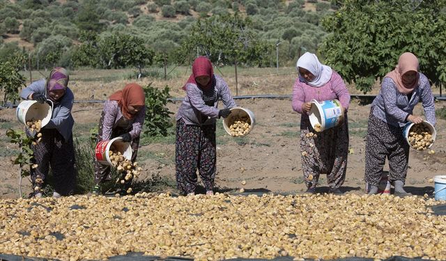 Aşırı sıcaklar kuru incirde hasadı öne çekti