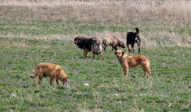 Çocuğu ısıran köpek, alındığı yere bırakılacak