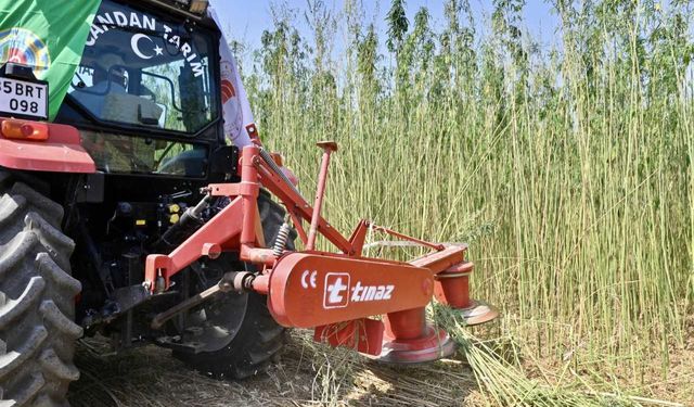 İzmir'de lif ve tohum üretimi amacıyla yetiştirilen kenevirin hasadı yapıldı