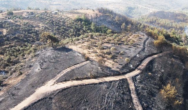 Milas'ta çıkan orman yangını kontrol altına alındı