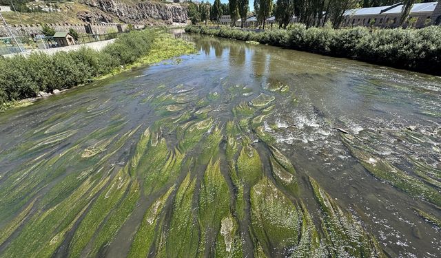 Sıcakların etkisiyle suyu azalan Ardahan'daki Kura Nehri'ni yosun kapladı