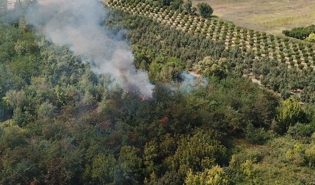 Ağaçlık alanda çıkan yangın söndürüldü