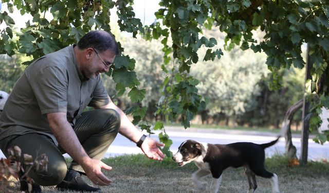 AK Parti İzmir İl Başkanı Bilal Saygılı, iki sokak köpeğini sahiplendi