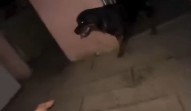 Alevlerin arasında kalan köpeğini kurtardı