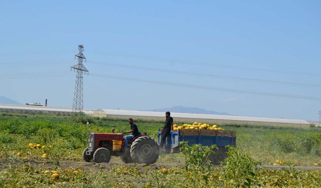 Alıcıların verdiği fiyatı az bulan üç ortak, 600 ton kavun-karpuzu ücretsiz dağıttı