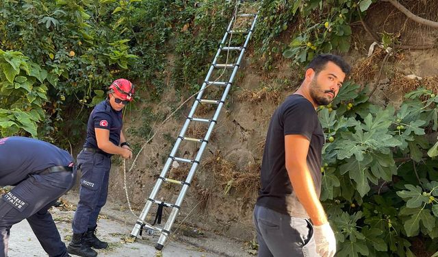 İncir toplarken beton zemine düştü