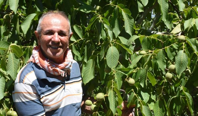 İzmir'de bozuk orman arazisini, ceviz ormanına dönüştürdü