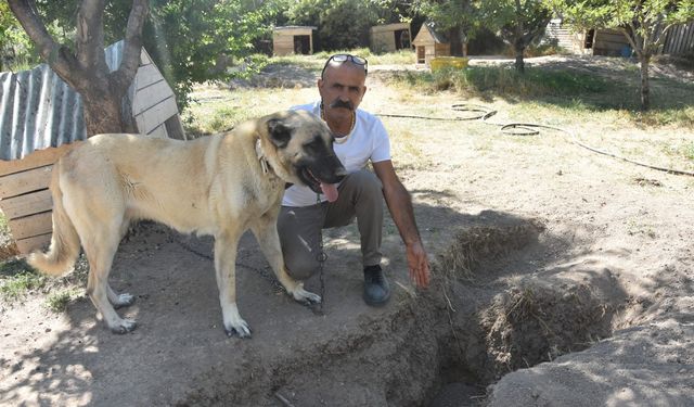 Kangallar serinlemek için ‘çukur’ kazıyor