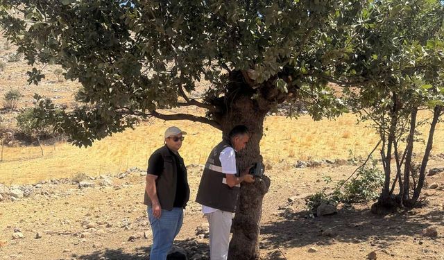 Kurulan fotokapanlarla yaban hayatı izlenecek