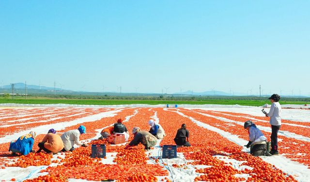 Kurutmalık domatesler serildi, Gediz Ovası kırmızıya büründü