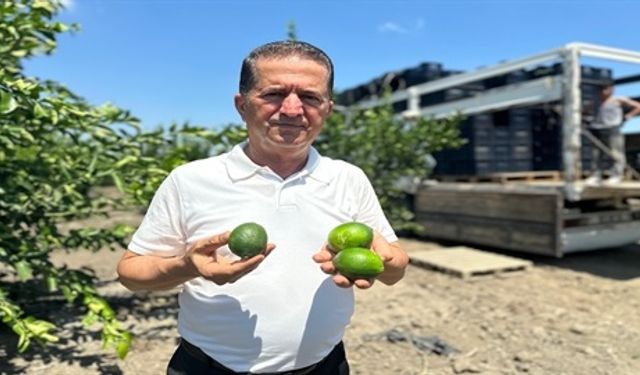 Limonda hasat başladı!