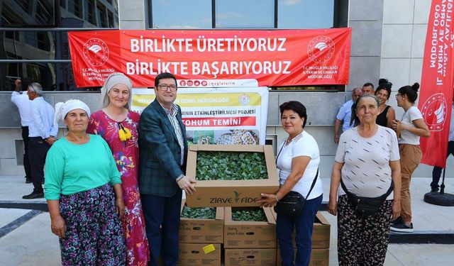 Muğla'da kışlık sebze fideleri toprakla buluşuyor