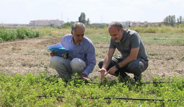 Niğde’de yeni bir yonca çeşidi geliştirildi