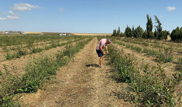 Tekirdağ'da tarım alanlarında dolu ve rüzgar zararı