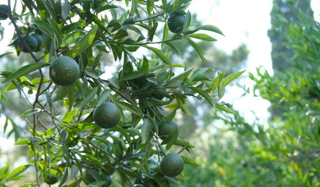 Turizm cenneti Bodrum'da yeşil mandalina hasadı