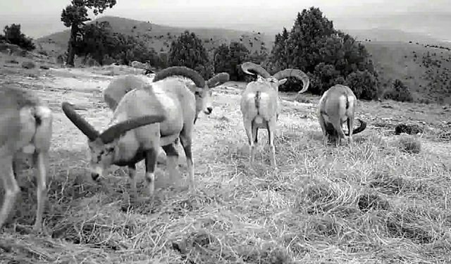 Yaban koyunları fotokapanla kaydedildi