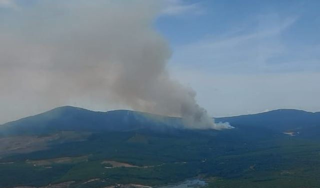 YALOVA’da orman yangını