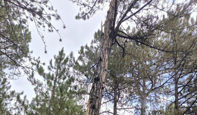 Yıldırım düşen ormanda yangın çıktı