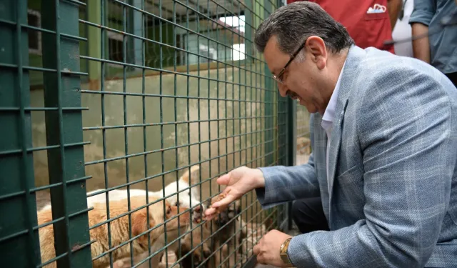 Trabzon, sahipsiz köpek sorununda örnek olacak