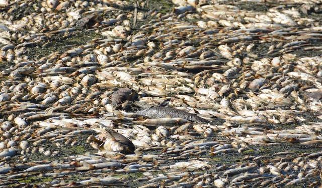 İzmir Körfezi'nde balık ölümleri sürüyor