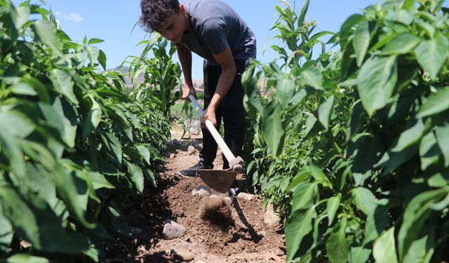 Dünya şampiyonluğu için tarlada çapa yapıyor, bahçede odun kırıyor