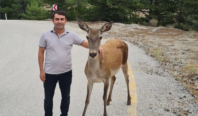 Ormana salınan geyikler müdürün elinden su içti