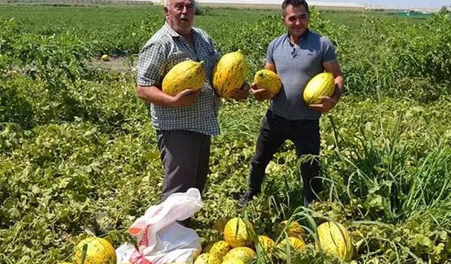 Çiftçi nefes alamıyor: 600 ton kavunu halka dağıttılar!