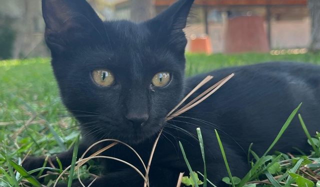 Rüyada siyah kedi görmek ne anlama gelir? Detaylı rüya yorumları!