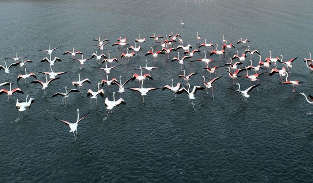 Van gölüne flamingo akını: Geç geldiler ama çok geldiler!