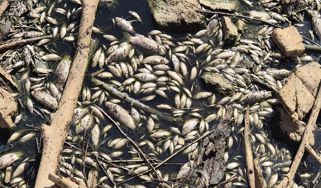 Manisa'da Gediz Nehri'ndeki balık ölümleriyle ilgili inceleme başlatıldı