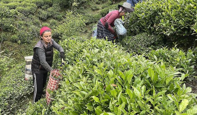 Yaş çay alımında randevulu sistem dönemi