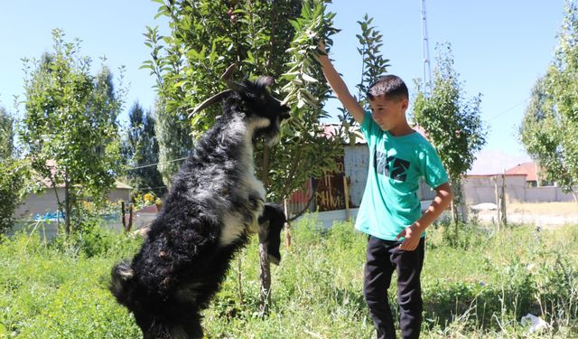 3 ayaklı oğlak, 7 aylık oldu