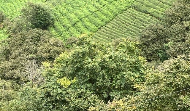 Çay toplarken uçuruma yuvarlanan kadın yaralandı