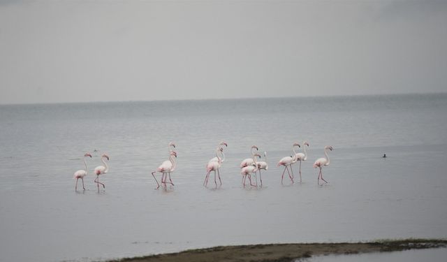 Göç yolundaki flamingolar İznik Gölü’nde soluklandı