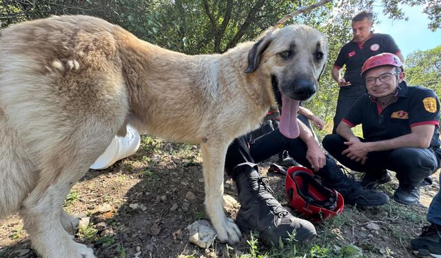 Kayalıkta mahsur kalan köpek kurtarıldı