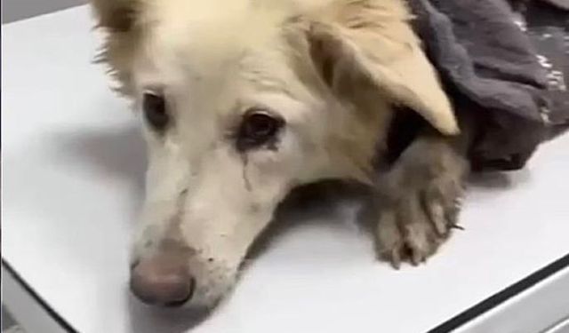 Köpeği döverek öldüren sanığa 5 ay hapis cezası