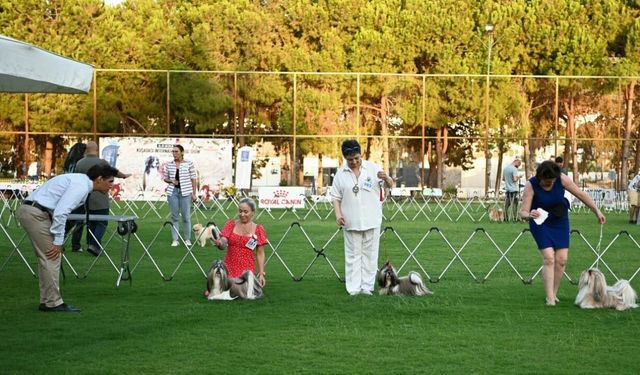 Kuşadası'nda 'İnternational Dog Show' başladı