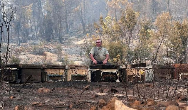 Muğla'da 200 hektar küle döndü