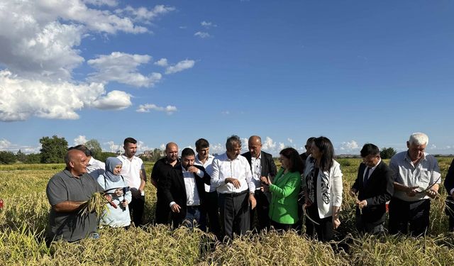 Üç yeni çeltik çeşidi hasat edildi