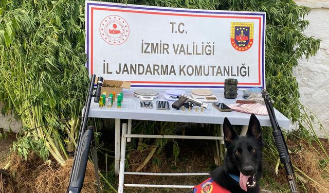 Ormanda uyuşturucu yetiştiren şüpheli yakalandı